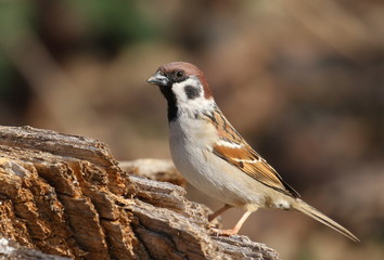 Tree sparrow on branch, passer montanus