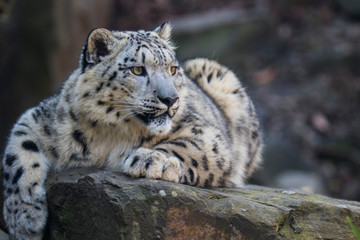 Naklejka na ściany i meble Close-Up Of Snow Leopard