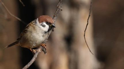 Tree sparrow on branch, passer montanus