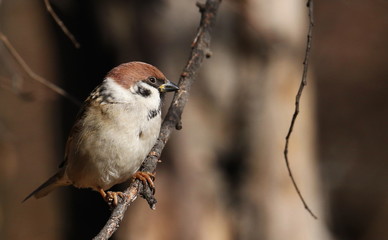 Tree sparrow on branch, passer montanus