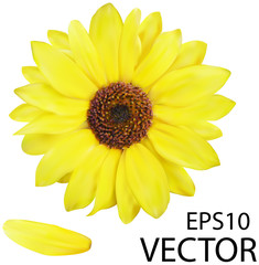 Vector photo realistic yellow flower. Bright sunny vector flower. Photo realistic vector daisy