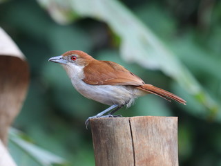 bird on a branch