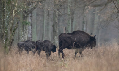 European bison(Bison bonasus) herd