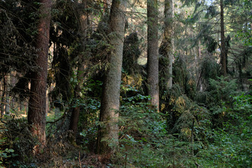 Frash Alder tree mixed forest in summer