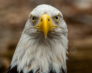 Eagle stare