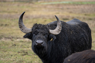 Wasserbüffel bei Rietheim-Weilheim