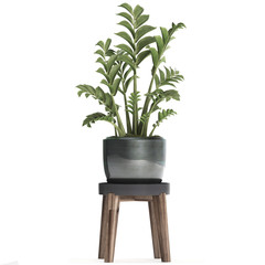 Zamioculcas in a pot on white background