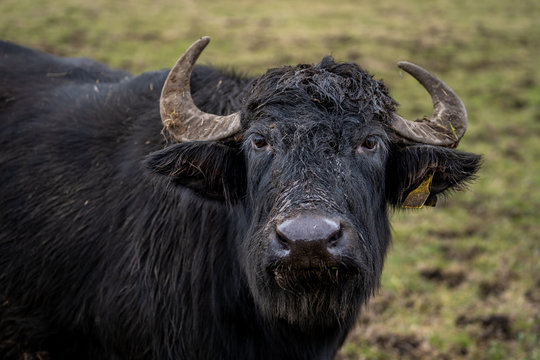 Wasserb&uuml;ffel bei Rietheim-Weilheim