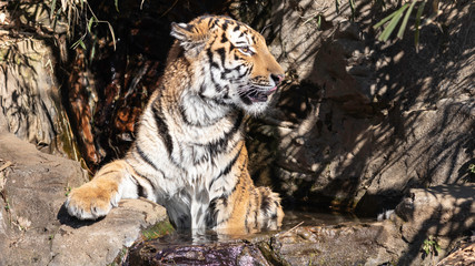 水浴びするトラ
