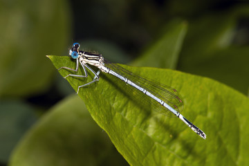 dragonfly at Jezioro Szmaragdowe in Poland