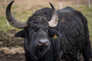 Wasserbüffel bei Rietheim-Weilheim
