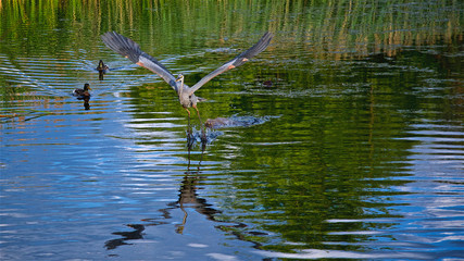 Grey heron flight over a river, reflection on water, Ontario, Canada