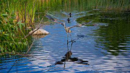 Grey heron flight over a pond, Ontario, Canada
