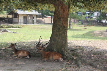 deer resting under tree