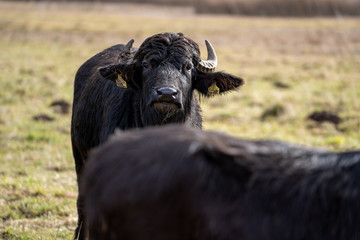 Wasserbüffel bei Rietheim-Weilheim