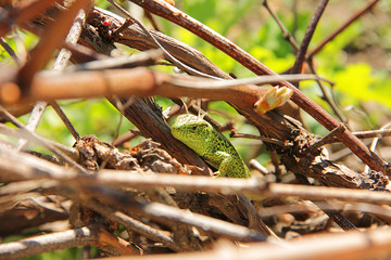 green lizard