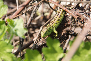 green lizard on a leaf