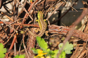lizard on a tree