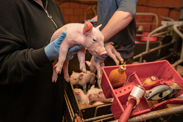 Impfen der Ferkel im Schweinestall