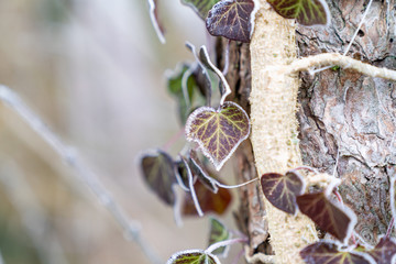 frozen plants with blurry background