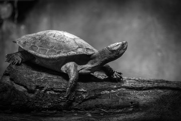 Black and white turtle on the bare branch. Close up.