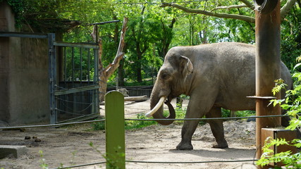 elephant in zoo