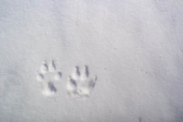 Animal footprints in the snow