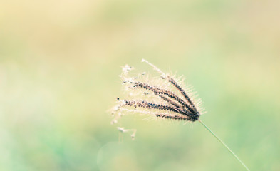 Abstract beautiful grass flower in the field with sunset, Nature soft light blur filter and vintage tone, Selective focus.