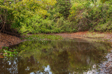 Fototapeta na wymiar pond in forest - brazilian cerrado