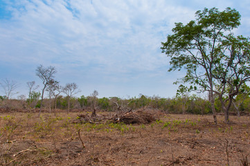deforestation in central brazil