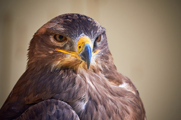 Steppe Eagle (Aquila nipalensis) Head Closeup