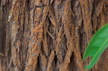 artistic nature - old tree bark and fresh green