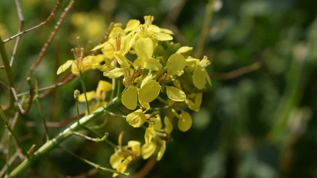 video of wild mustard flower Yellow wild mustard (Sinapis arvensis) flowering in a natural field.
