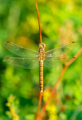 Macro shots, Beautiful nature scene dragonfly. 