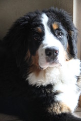 Cute little Bernese Mountain Dog puppy
