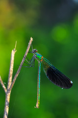 Macro shots, Beautiful nature scene dragonfly. 