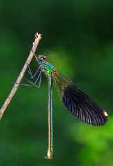 Macro shots, Beautiful nature scene dragonfly. 