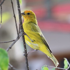 bird on a branch