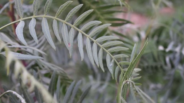 green LEAF OF FERN  plant in the garden peppercorn tree with fine foliage schinus areira, schinus molle. useful for backgrounds