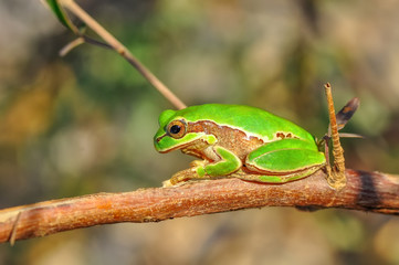 Beautiful Europaean Tree frog Hyla arborea 