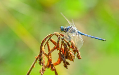 Macro shots, Beautiful nature scene dragonfly. 