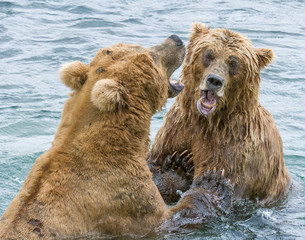 Brown Bears at McNeil River fighting over fishing spots