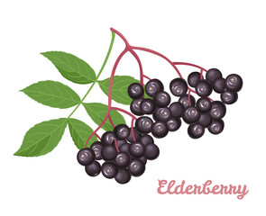 Sambucus isolated on a white background. Branch of black elderberry with green leaves. Vector illustration in cartoon flat style.