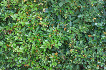 Green leaf of Banyan Tree or Ficus annulata used to make the fence for background.