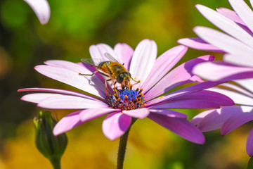 Beautiful  Bee macro in green nature 