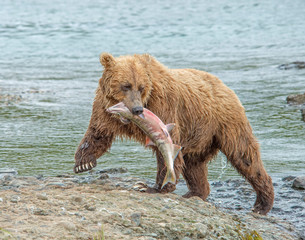 Obraz premium Brown Bear at McNeil River fishing for Chum Salmon