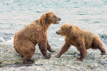 Obraz premium Brown Bears at McNeil River fighting over fishing spots