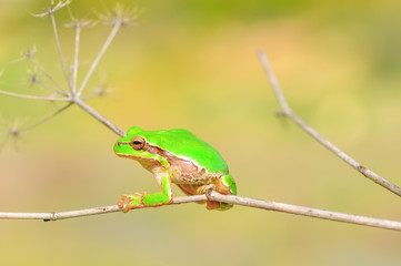 Beautiful Europaean Tree frog Hyla arborea 