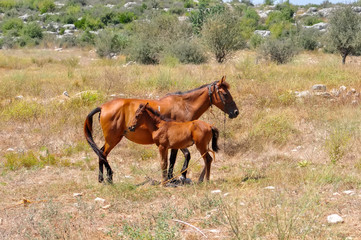 Beautiful  horses, grazing in lush green sunlit pasture outdoors.