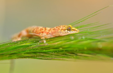 Closeup  Beautiful gecko in the garden